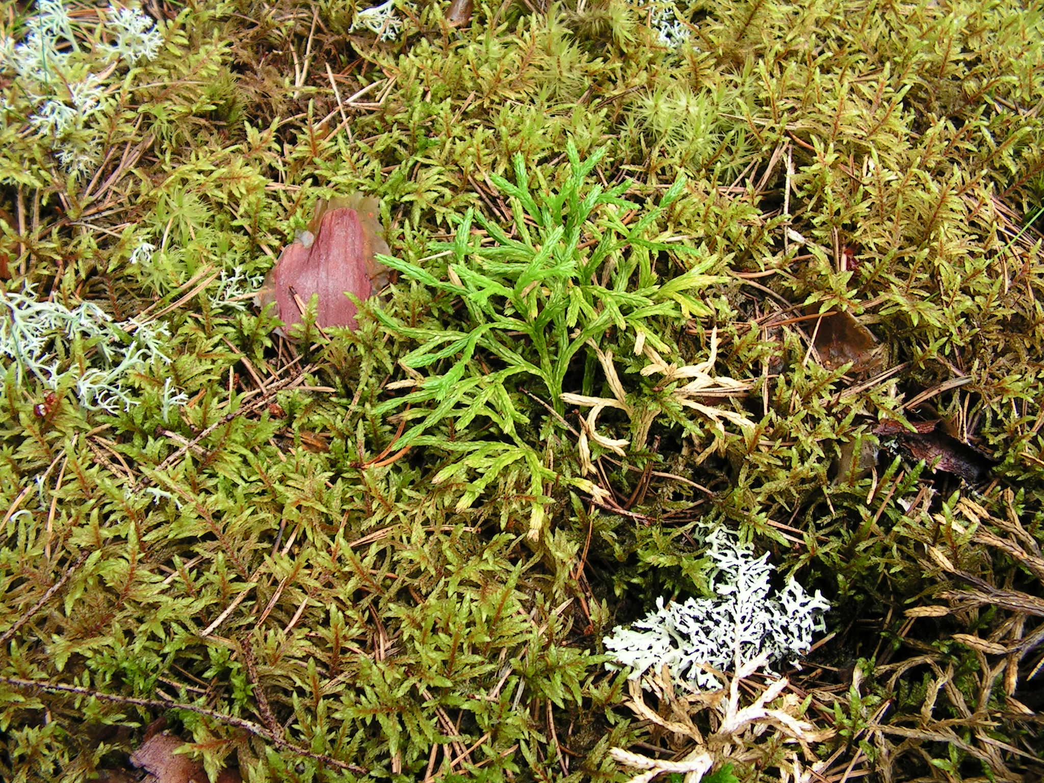 Plattlummer (Diphasiastrum complanatum ssp. complanantum) Plattlummer (Diphasiastrum complanatum ssp. complanantum)